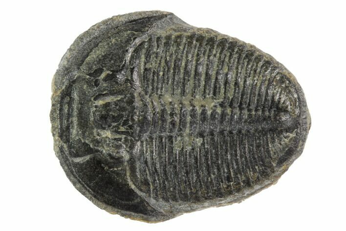 Elrathia Trilobite Fossil - Utah #97039
